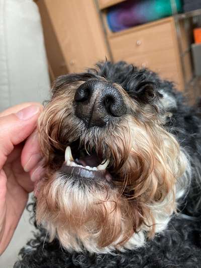 Zeigt her eure Hundenasen-Beitrag-Bild