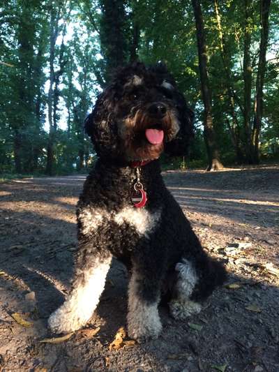 Charakter Pudel-Beitrag-Bild