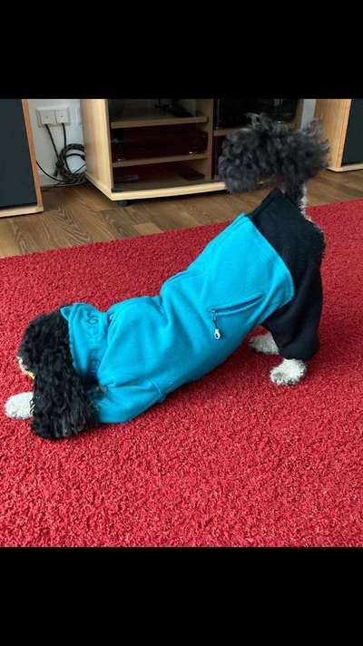 Alles rund um den Pudel-Beitrag-Bild