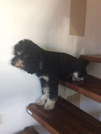 Alles rund um den Pudel-Beitrag-Bild