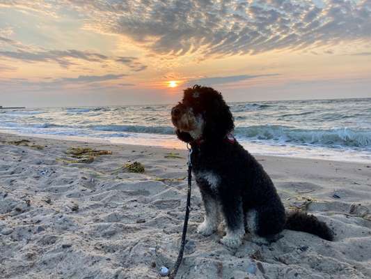 Challenge 41 - Mein Hund im Urlaub-Beitrag-Bild