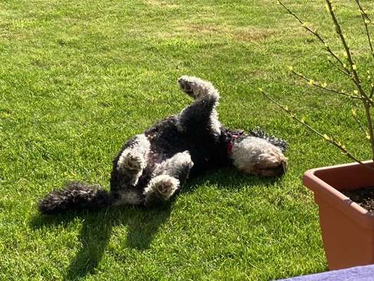 Alles rund um den Pudel-Beitrag-Bild