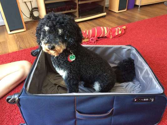 Foto's und Hundemodels-Beitrag-Bild