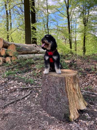 Die Dogorama Monats Challenge "Es grünt und blüht"-Beitrag-Bild