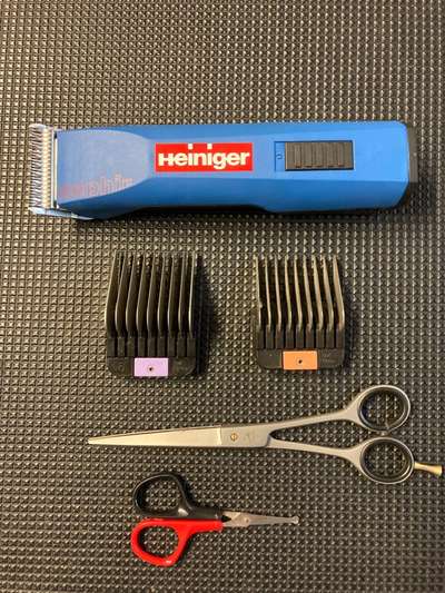 Alles rund um den Pudel-Beitrag-Bild