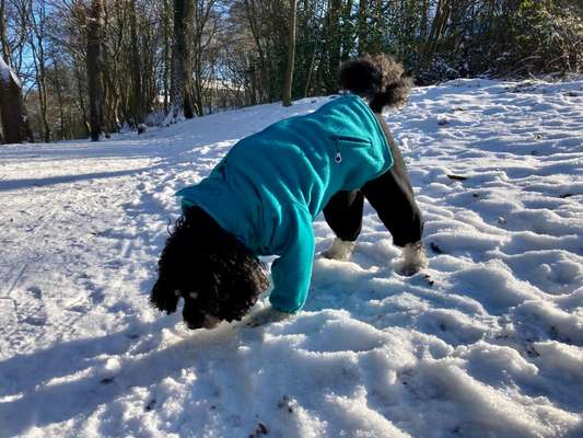 Alles rund um den Pudel-Beitrag-Bild