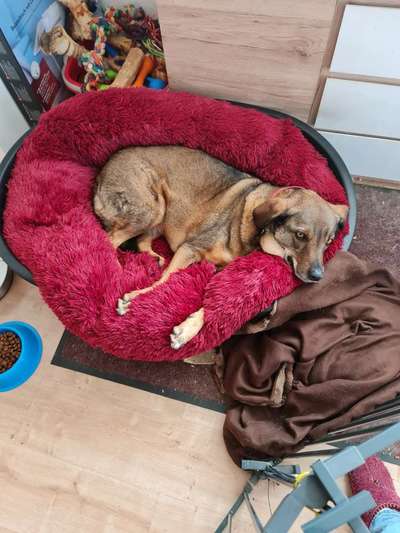 Auslandstierschutz-Beitrag-Bild