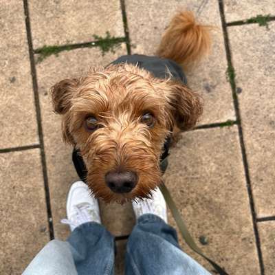 Hundetreffen-Gemeinsame Spaziergänge :)-Bild