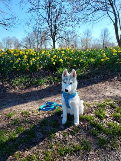 Dogorama Photo Challenge - Der Frühling kommt-Beitrag-Bild