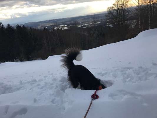 Dogorama Photo Challenge - Es wird nochmal kalt!-Beitrag-Bild