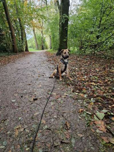 Hundetreffen-Spiel-Spaß-Spaziergruppe-Bild