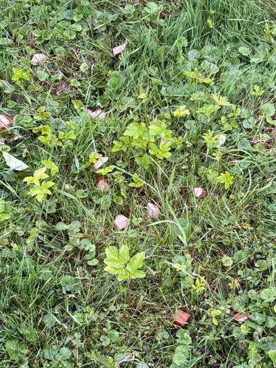 Giftköder-Giftköder-Bild