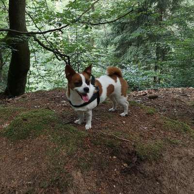 Hundetreffen-Hundefreunde und Gassigruppe gesucht-Profilbild