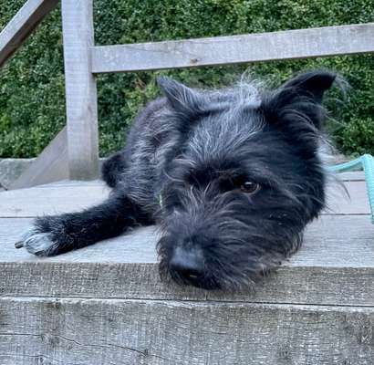 Mischlinge raten - Rätselspaß-Beitrag-Bild