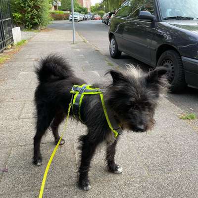 Mischlinge raten - Rätselspaß-Beitrag-Bild