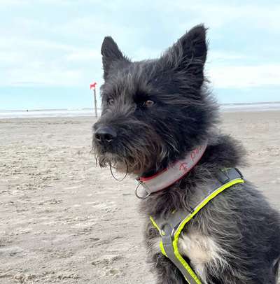 Welche Hunderasse-Beitrag-Bild