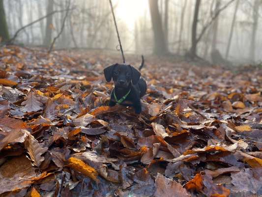 Welpen Bilder !-Beitrag-Bild