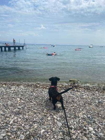 Dogorama Photo Challenge - Tierischer Urlaub-Beitrag-Bild