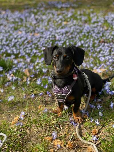 Challenge 23 : "  Euer Hund beim Frühlingserwachen "-Beitrag-Bild