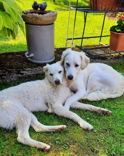 Bester Freund, Hundekumpel - zeigt her!-Beitrag-Bild