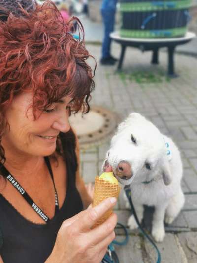 Challenge 33 - Du und dein Hund-Beitrag-Bild