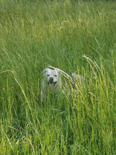 Dogorama Photo Challenge - Tarnung ist alles-Beitrag-Bild