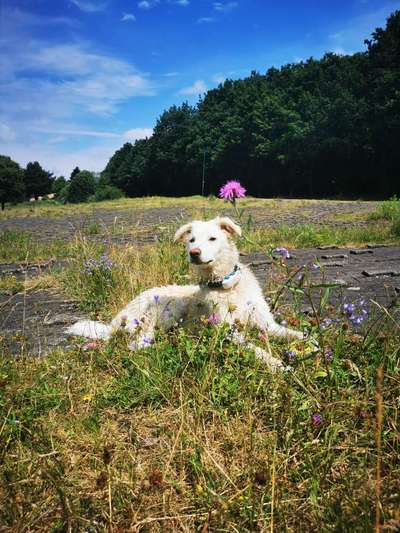 Die Dogorama Kalender Challenge Teil 3/4-Beitrag-Bild