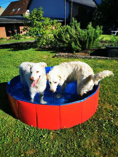 Bester Freund, Hundekumpel - zeigt her!-Beitrag-Bild