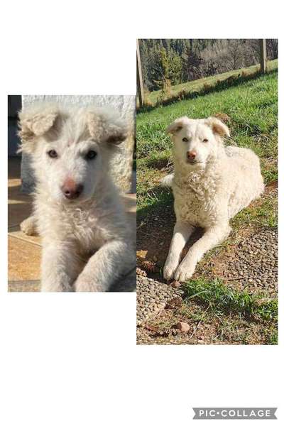 Auslandstierschutz-Beitrag-Bild