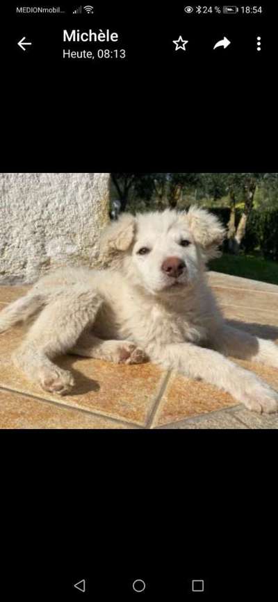 Das erste Bild eures Hundes-Beitrag-Bild