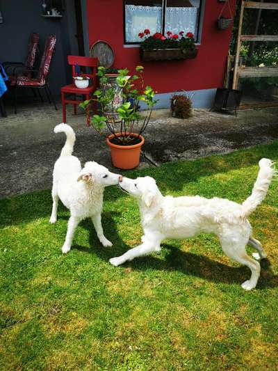 Bester Freund, Hundekumpel - zeigt her!-Beitrag-Bild