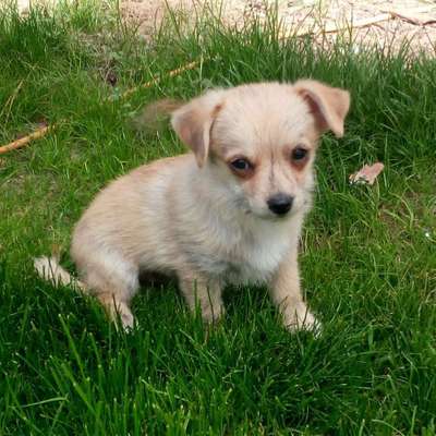 Hundetreffen-Welpe sucht Freunde (Schönefeld)-Bild