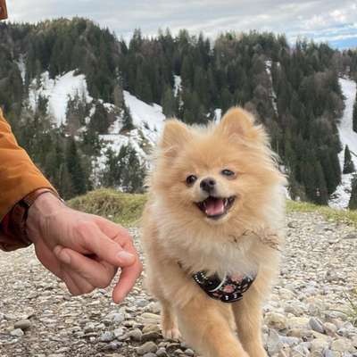 Hundetreffen-Gassi und Spielen-Bild