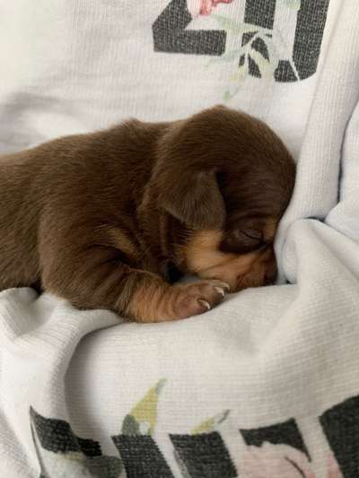 Welpen Bilder !-Beitrag-Bild