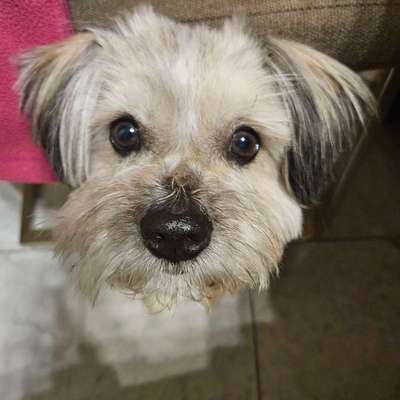 Hundetreffen-Spielpartner gesucht-Bild