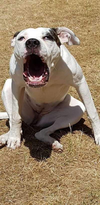 Lustigsten Grimassen von euren Hunden-Beitrag-Bild