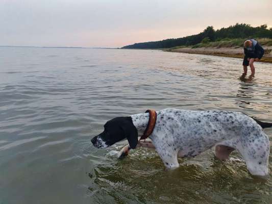 Englisch Pointer Mischlinge 🐶🐾-Beitrag-Bild