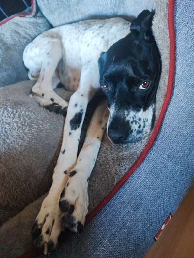 Pointerliebhaber-Beitrag-Bild