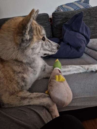 Akita Inu/American Akita (Mix) halter.-Beitrag-Bild