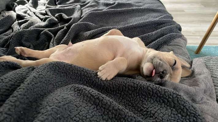 Welpen Bilder !-Beitrag-Bild