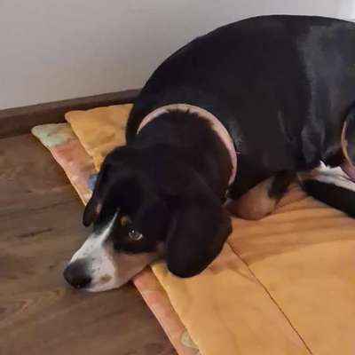 Hundetreffen-Suchen Spielkamaraden und Gassibegleiter-Bild