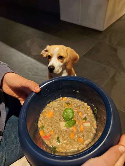 Fotochallenge 31 - Das perfekte Hundedinner-Beitrag-Bild