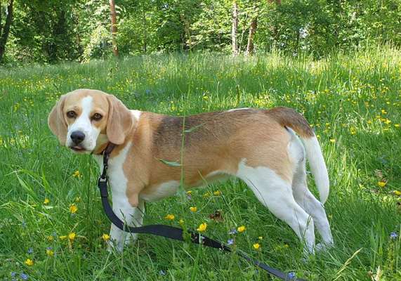 Die Dogorama Kalender Challenge Teil 3/4-Beitrag-Bild