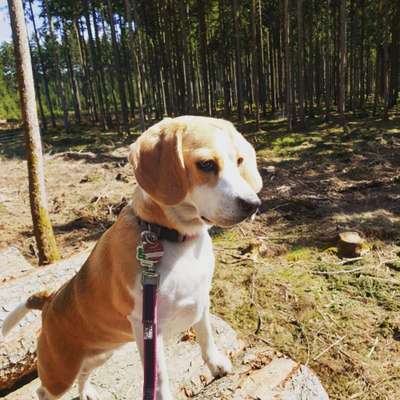 Fotochallenge No. 26                                     Wald und Wiese-Beitrag-Bild