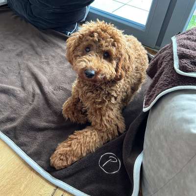 Hundetreffen-Treffen mit Yoshi-Bild