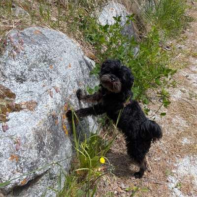 Hundetreffen-Trainings- / Spielpartner für kleine Hunde-Bild