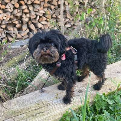 Hundetreffen-Trainings- / Spielpartner für kleine Hunde-Bild