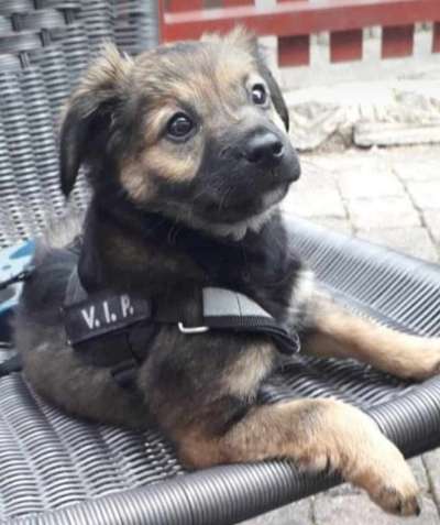 Welpen Bilder !-Beitrag-Bild