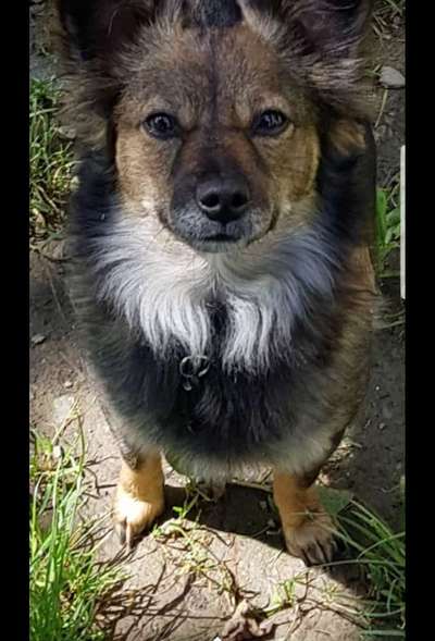 Dackelblick-Beitrag-Bild