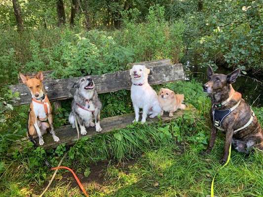 Mehrere Hunde zuhause !-Beitrag-Bild